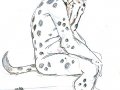 dalmatiansit.jpg